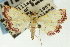  ( - CNCLEP00088893)  @11 [ ] CreativeCommons - Attribution Non-Commercial Share-Alike (2011) Jean-Francois Landry, CNC and Zhaofu Yang, BIO Canadian National Collections
