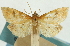  (Udea flavidalis - CNCLEP00089214)  @11 [ ] CreativeCommons - Attribution Non-Commercial Share-Alike (2011) Jean-Francois Landry, CNC and Zhaofu Yang, BIO Canadian National Collections
