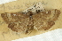  (Udea marmarina - CNCLEP00089217)  @11 [ ] CreativeCommons - Attribution Non-Commercial Share-Alike (2011) Jean-Francois Landry, CNC and Zhaofu Yang, BIO Canadian National Collections