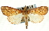  (Placosaris triticalis - CNCLEP00089695)  @11 [ ] CreativeCommons - Attribution Non-Commercial Share-Alike (2011) Jean-Francois Landry, CNC and Zhaofu Yang, BIO Canadian National Collections