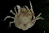  (Mictyris platycheles - BIOUG36689-G06)  @11 [ ] CreativeCommons - Attribution (2019) CBG Photography Group Centre for Biodiversity Genomics