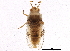  (Piesmatidae - BIOUG02299-B12)  @14 [ ] CreativeCommons - Attribution (2012) CBG Photography Group Centre for Biodiversity Genomics