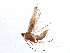  ( - BIOUG02333-G08)  @12 [ ] CreativeCommons - Attribution (2013) CBG Photography Group Centre for Biodiversity Genomics