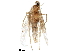  ( - BIOUG02500-F03)  @11 [ ] CreativeCommons - Attribution (2018) CBG Photography Group Centre for Biodiversity Genomics