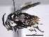  (Thyreus sp. RLCR1 - BIOUG02226-B08)  @14 [ ] CreativeCommons - Attribution (2012) CBG Photography Group Centre for Biodiversity Genomics