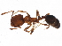  (Monomorium rothsteini - BIOUG02254-F01)  @14 [ ] CreativeCommons - Attribution (2012) CBG Photography Group Centre for Biodiversity Genomics