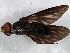 (Exoprosopini - BIOUG02256-D09)  @14 [ ] CreativeCommons - Attribution (2012) CBG Photography Group Centre for Biodiversity Genomics