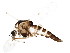  ( - BIOUG02266-B10)  @13 [ ] CreativeCommons - Attribution (2012) CBG Photography Group Centre for Biodiversity Genomics