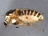  ( - BIOUG02723-H03)  @13 [ ] CreativeCommons - Attribution (2012) CBG Photography Group Centre for Biodiversity Genomics