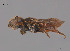  ( - RL1666)  @11 [ ] CreativeCommons Attribution NonCommercial ShareAlike (2024) Remko Leijs South Australian Museum