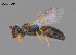  ( - CCDB-03790-A10)  @11 [ ] CreativeCommons Attribution NonCommercial ShareAlike (2025) Remko Leijs South Australian Museum