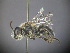  ( - RL1803B)  @11 [ ] CreativeCommons - Attribution Non-Commercial Share-Alike (2012) Remko Leijs South Australian Museum
