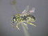  ( - RL1810D)  @12 [ ] CreativeCommons - Attribution Non-Commercial Share-Alike (2012) Remko Leijs South Australian Museum