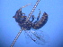  ( - CCDB-12240-B9)  @12 [ ] CreativeCommons - Attribution Non-Commercial Share-Alike (2013) Remko Leijs South Australian Museum