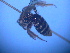  ( - CCDB-12240-F4)  @12 [ ] CreativeCommons - Attribution Non-Commercial Share-Alike (2013) Remko Leijs South Australian Museum
