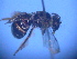  ( - CCDB-12240-F9)  @12 [ ] CreativeCommons - Attribution Non-Commercial Share-Alike (2013) Remko Leijs South Australian Museum