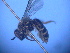  ( - CCDB-12240-F10)  @12 [ ] CreativeCommons - Attribution Non-Commercial Share-Alike (2013) Remko Leijs South Australian Museum