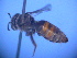  ( - CCDB-12240-G12)  @12 [ ] CreativeCommons - Attribution Non-Commercial Share-Alike (2013) Remko Leijs South Australian Museum