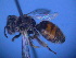  ( - CCDB-12240-H4)  @12 [ ] CreativeCommons - Attribution Non-Commercial Share-Alike (2013) Remko Leijs South Australian Museum