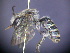  ( - CCDB-03790-A1)  @11 [ ] CreativeCommons - Attribution Non-Commercial Share-Alike (2013) Remko Leijs South Australian Museum