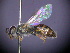  ( - CCDB-03790-A8)  @14 [ ] CreativeCommons - Attribution Non-Commercial Share-Alike (2013) Remko Leijs South Australian Museum