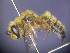  ( - CCDB-03790-B12)  @11 [ ] CreativeCommons - Attribution Non-Commercial Share-Alike (2013) Remko Leijs South Australian Museum