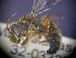  ( - CCDB-03790-C2)  @13 [ ] CreativeCommons - Attribution Non-Commercial Share-Alike (2013) Remko Leijs South Australian Museum