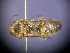  ( - CCDB-03790-C3)  @12 [ ] CreativeCommons - Attribution Non-Commercial Share-Alike (2013) Remko Leijs South Australian Museum