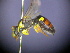  ( - CCDB-03790-D6)  @13 [ ] CreativeCommons - Attribution Non-Commercial Share-Alike (2013) Remko Leijs South Australian Museum