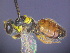  ( - CCDB-03790-D12)  @11 [ ] CreativeCommons - Attribution Non-Commercial Share-Alike (2013) Remko Leijs South Australian Museum