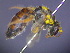  ( - CCDB-03790-E1)  @11 [ ] CreativeCommons - Attribution Non-Commercial Share-Alike (2013) Remko Leijs South Australian Museum