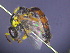  ( - CCDB-03790-E2)  @13 [ ] CreativeCommons - Attribution Non-Commercial Share-Alike (2013) Remko Leijs South Australian Museum
