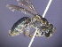  (Euryglossa schomburgki - CCDB-03790-E12)  @11 [ ] CreativeCommons - Attribution Non-Commercial Share-Alike (2013) Remko Leijs South Australian Museum