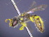  (Callohesma sp. RLHG8 - CCDB-03790-F5)  @13 [ ] CreativeCommons - Attribution Non-Commercial Share-Alike (2013) Remko Leijs South Australian Museum