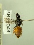  (Dasyhesma muelleriana - KR12044)  @11 [ ] CreativeCommons Attribution NonCommercial ShareAlike (2025) Remko Leijs South Australian Museum