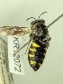  (Euhesma lucida - KR12072)  @11 [ ] CreativeCommons Attribution NonCommercial ShareAlike (2031) Remko Leijs South Australian Museum