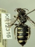  (Euhesma sp. nov. KB14 - KR12316)  @11 [ ] CreativeCommons Attribution NonCommercial ShareAlike (2037) Remko Leijs South Australian Museum
