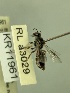  (Leioproctus sp.n. KB165 - KR11961)  @11 [ ] CreativeCommons Attribution NonCommercial ShareAlike (2040) Remko Leijs South Australian Museum