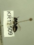  (Leioproctus sp.n. KB167 - KR12509)  @11 [ ] CreativeCommons Attribution NonCommercial ShareAlike (2042) Remko Leijs South Australian Museum