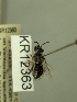  (Leioproctus sp.nov. KB168 - KR12363)  @11 [ ] CreativeCommons Attribution NonCommercial ShareAlike (2044) Remko Leijs South Australian Museum