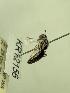  (Leioproctus sp.no. RB170 - KR12156)  @11 [ ] CreativeCommons Attribution NonCommercial ShareAlike (2046) Remko Leijs South Australian Museum