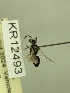  (Leioproctus sp.nov. KB170 - KR12493)  @11 [ ] CreativeCommons Attribution NonCommercial ShareAlike (2047) Remko Leijs South Australian Museum