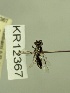  ( - KR12367)  @11 [ ] CreativeCommons Attribution NonCommercial ShareAlike (2048) Remko Leijs South Australian Museum