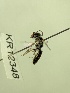  (Leioproctus sp.nov. KB169 - KR12348)  @11 [ ] CreativeCommons Attribution NonCommercial ShareAlike (2049) Remko Leijs South Australian Museum