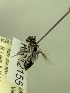  (Leioproctus KB166 - KR12155)  @11 [ ] CreativeCommons Attribution NonCommercial ShareAlike (2051) Remko Leijs South Australian Museum