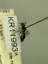  (Leioproctus KB171 - KR11993)  @11 [ ] CreativeCommons Attribution NonCommercial ShareAlike (2052) Remko Leijs South Australian Museum