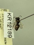  (Leioproctus sp.nov. KB173 - KR12189)  @11 [ ] CreativeCommons Attribution NonCommercial ShareAlike (2053) Remko Leijs South Australian Museum
