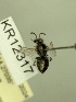  (Leioproctus KB179 - KR12317)  @11 [ ] CreativeCommons Attribution NonCommercial ShareAlike (2054) Remko Leijs South Australian Museum