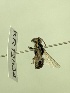 (Leioproctus KB180 - KR12534)  @11 [ ] CreativeCommons Attribution NonCommercial ShareAlike (2055) Remko Leijs South Australian Museum
