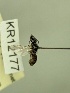  (Leioproctus KB178 - KR12177)  @11 [ ] CreativeCommons Attribution NonCommercial ShareAlike (2057) Remko Leijs South Australian Museum